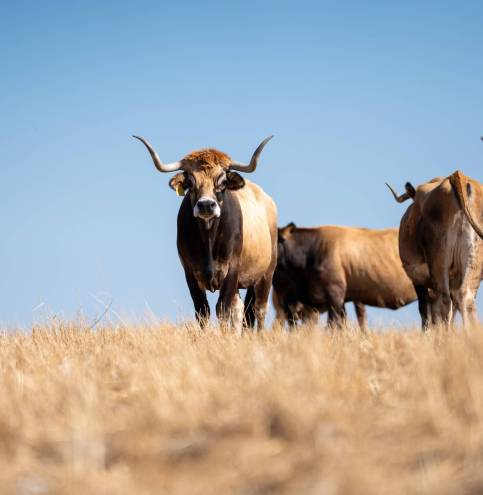 antonio_loureiro_-6-min